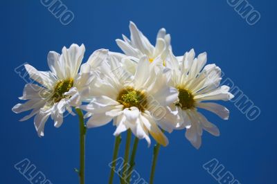 White Daisies