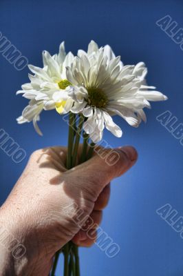 White Daisies