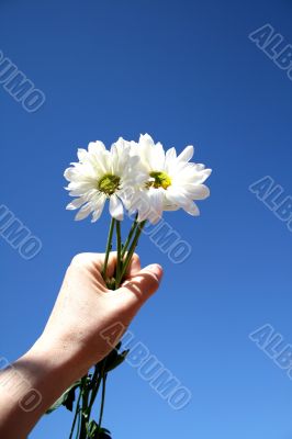 White Daisies
