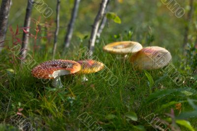 Red fly-agarics - Amanita muscaria