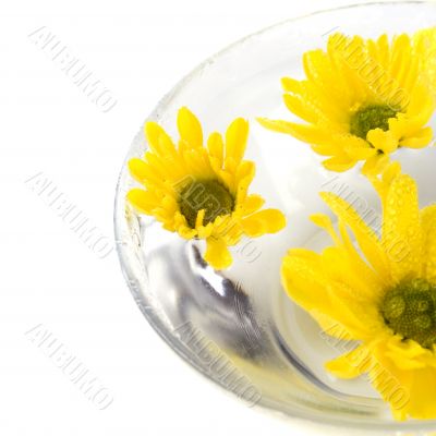 yellow flowers