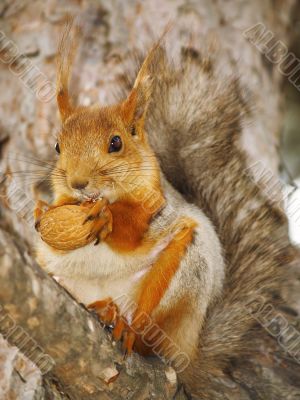 squirrel with a nut on a branch