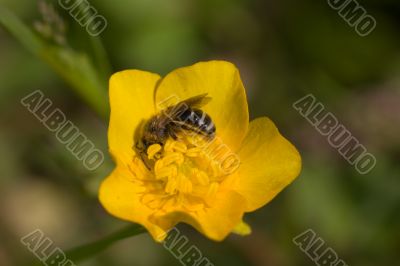 Bee on buttercup