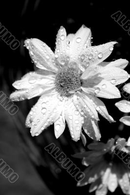 Spring Flower