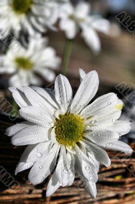 Spring Flower