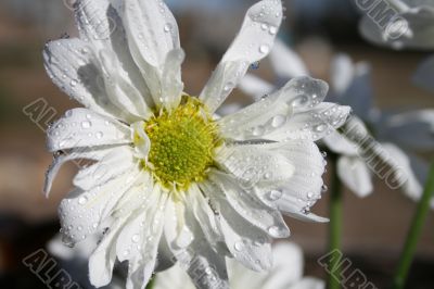 Spring Flower