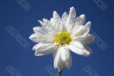 Spring Flower