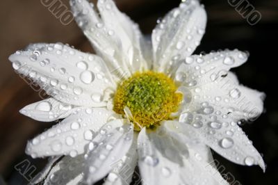 Spring Flower