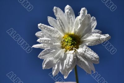 Spring Flower