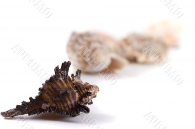 shells
