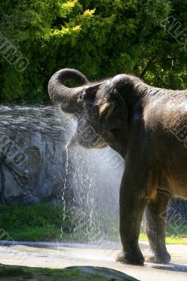 Elephant