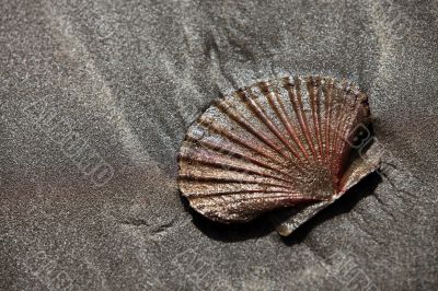 Shell