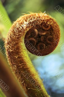Fern unravelling