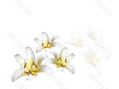 White lilys