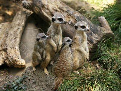 Suricate