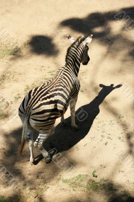 Zebra