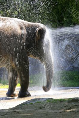 Elephant