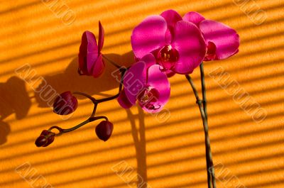 Orchids and shadows