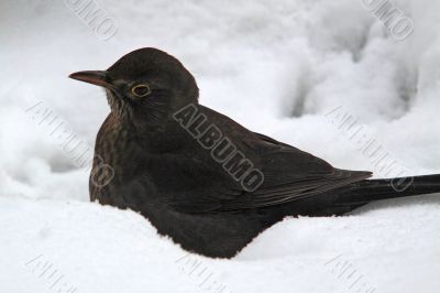 Blackbird (Turdus merula) in snow
