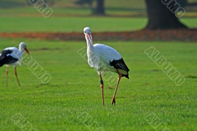 White Stork (Ciconia ciconia)