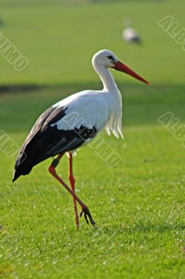 White Stork (Ciconia ciconia)