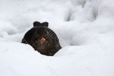 Blackbird (Turdus merula) in snow
