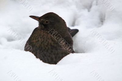 Blackbird (Turdus merula) in snow
