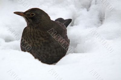 Blackbird (Turdus merula) in snow