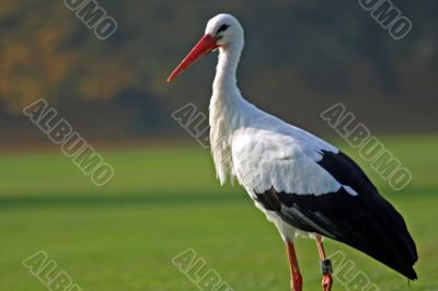 White Stork (Ciconia ciconia)