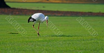 White Stork (Ciconia ciconia)