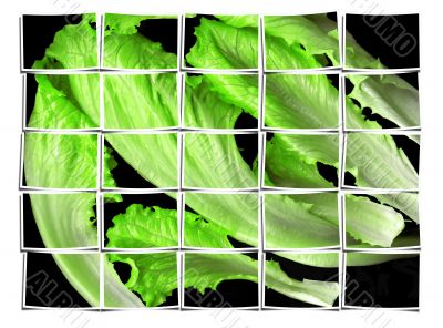lettuce leaves collage