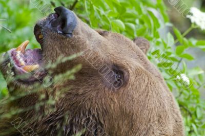 The kind brown bear