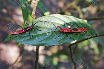 The red bugs on a leaf