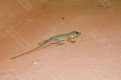 The salamander