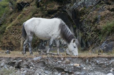 The white horse