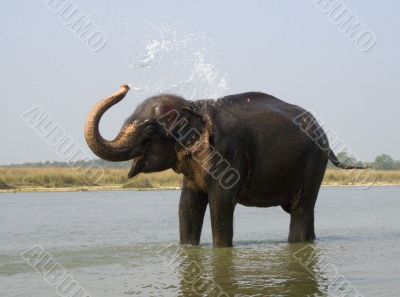 The elephant bathing