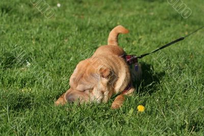 sharpei dog