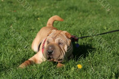 Sharpei dog