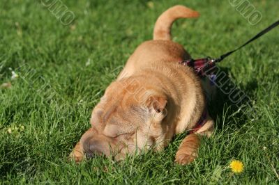 Sharpei dog