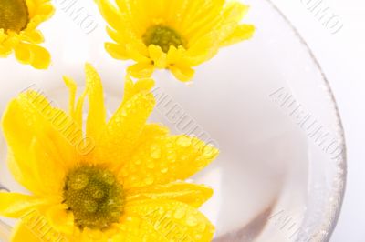 yellow flowers