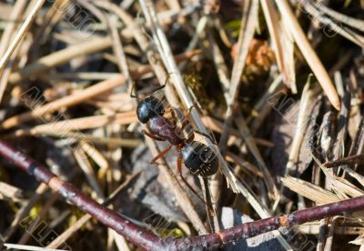 Ant close up