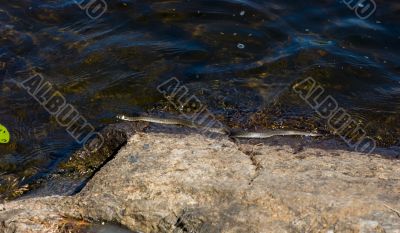 grass-snake