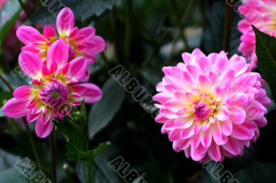 Dahlia Gretchen