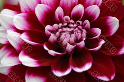 Dahlia Diabolo