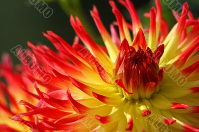 Dahlia Kenora Sunset