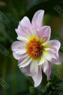 Dahlia Nina
