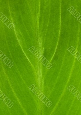 Green leafs 8