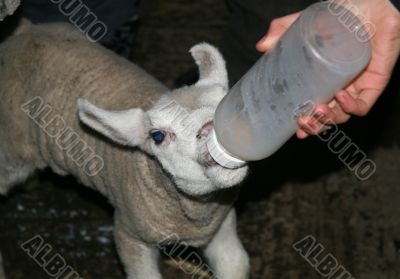 Lamb being hand fed with a bottle.