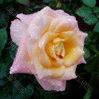 Rose covered in rain drops.