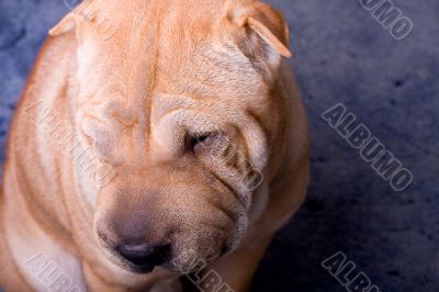 sharpei dog